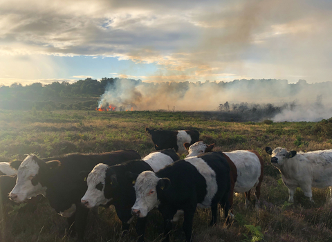 Wildfire on Chobham Common