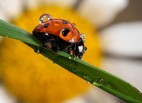 Ladybird