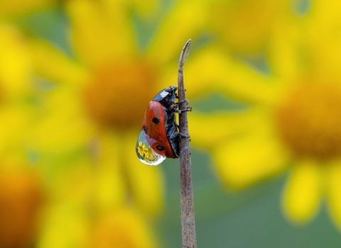 Ladybird covered in dew