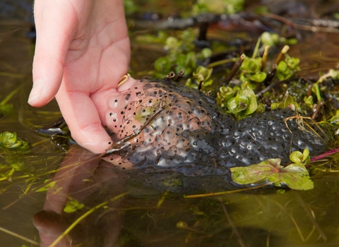 Frogspawn