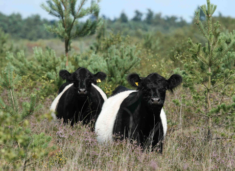 Belted Galloway on heathland