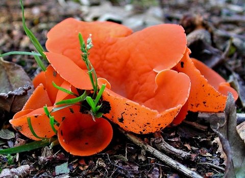 Orange peel fungi