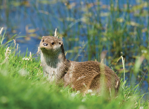 Otter