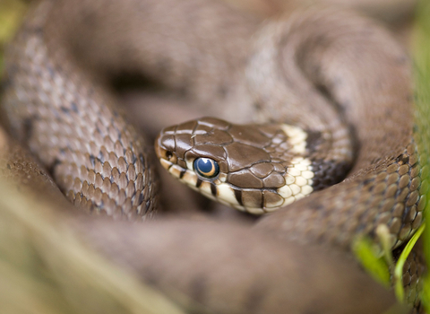 Reptile_Grass-Snake_Charlie-Hoare.jpg