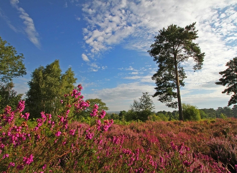 Rodborough Common