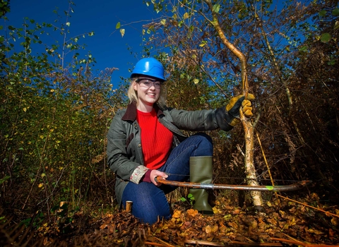 Volunteer cutting birch