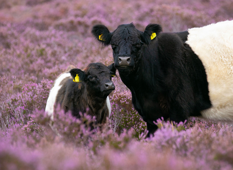 Belted Galloway Cattle