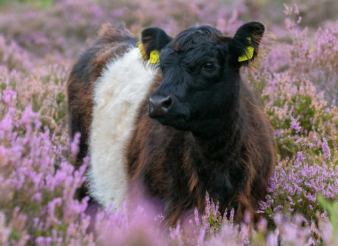 Belted Galloway Cattle