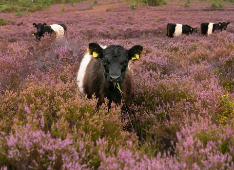 Belted Galloway Cattle