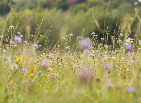 Chalk grassland at Sheepleas