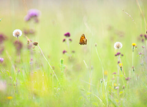 Chalk Grassland