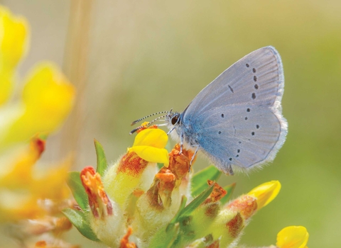 Small blue butterfly