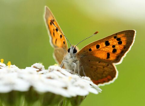 Small Copper