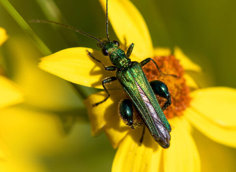 Thick-legged flower beetle