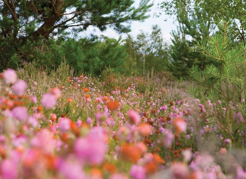 Heather landscape