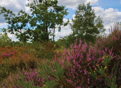 Whitmoor Common