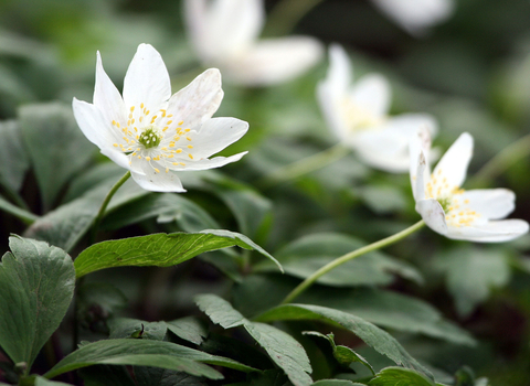 Wood anemone