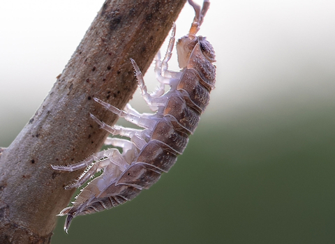 Woodlouse