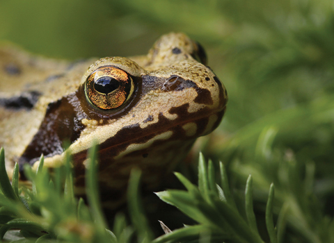 Common frog