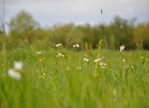 chalk grassland