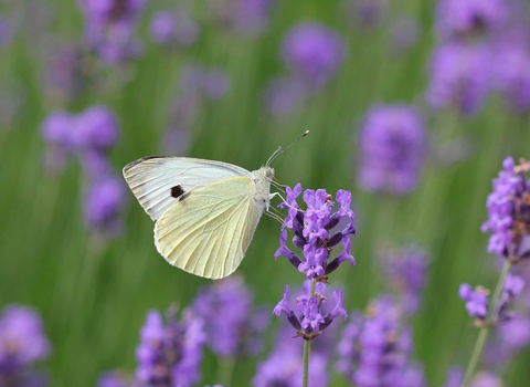 large white butterfly on lavendar