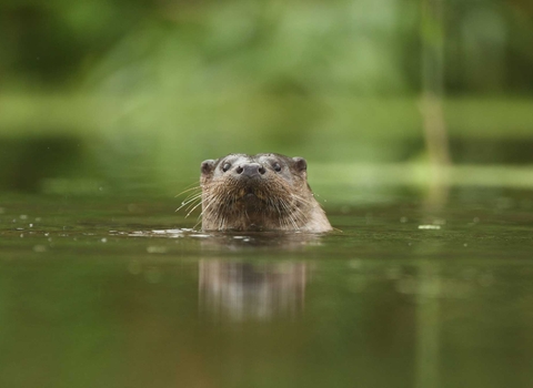 Otter in river