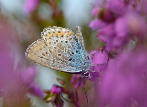 Silver-studded blue