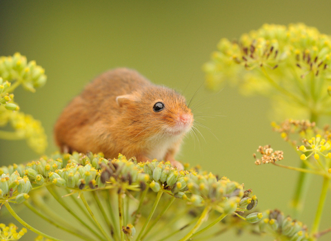 Harvest mouse