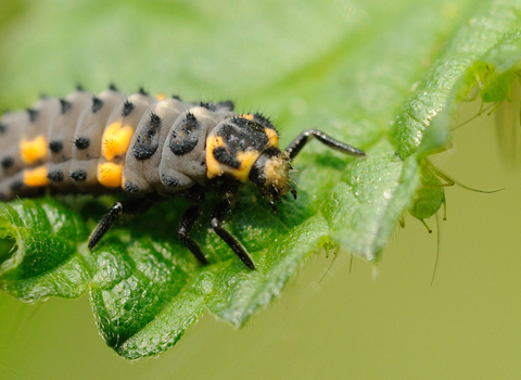 7-Spotted Ladybird Larva