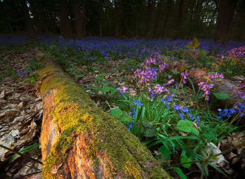 Bluebell wood