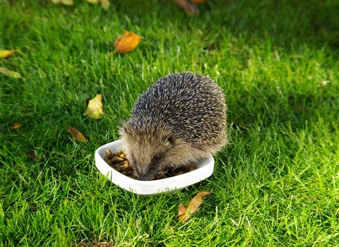 Feeding hedgehog