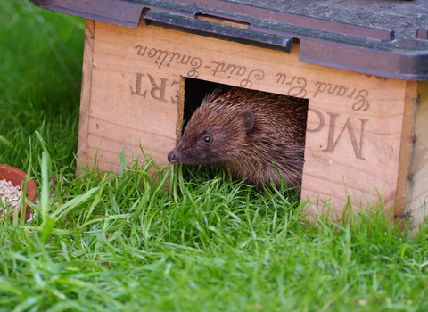 Hedgehog feeding station