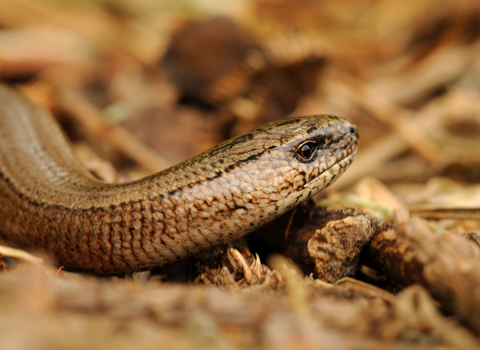 slow worm