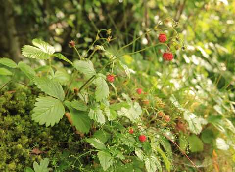 Wild strawberry