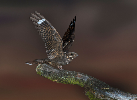 Nightjar 