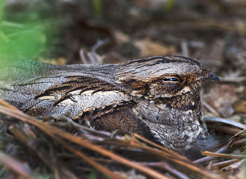 Nightjar