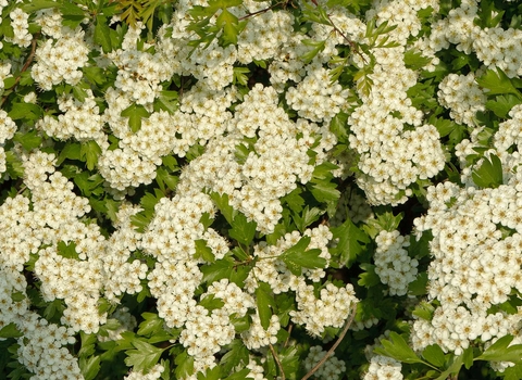 Hawthorn blossom