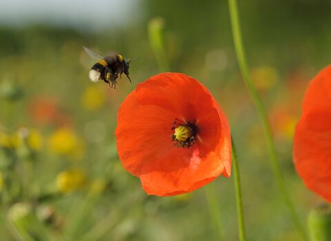Bumble bee on poppy