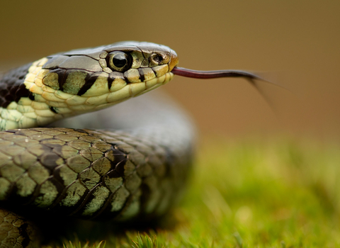 Grass snake