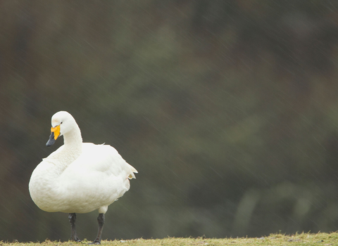 Whooper Swan