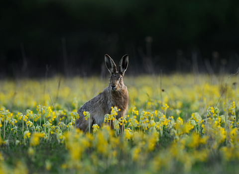 Hare