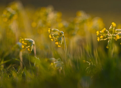 Cowslip