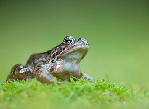 Common frog tadpole