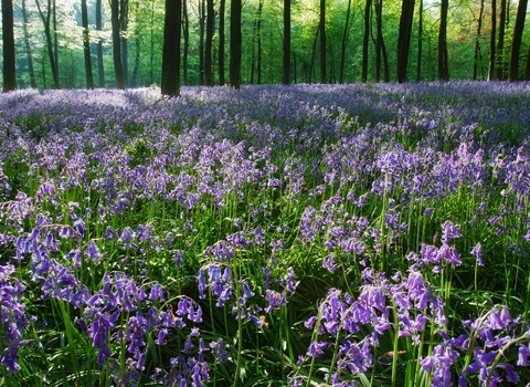 Bluebell wood