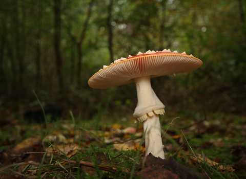 Fly agaric