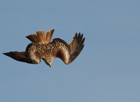 Red kite