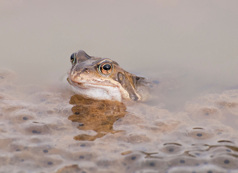 How to rear froglets from frogspawn - Discover Wildlife
