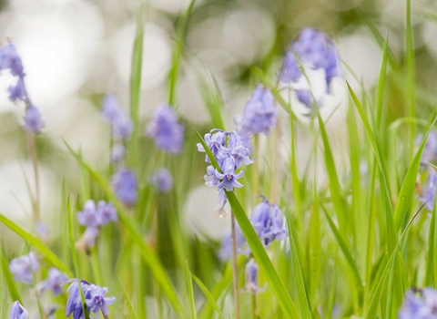 Bluebells