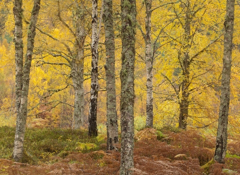 Silver birch