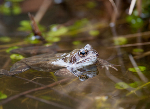 Frog in pond